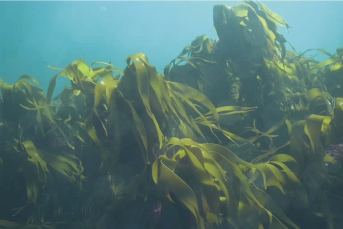 Kelp forest (Laminaria hyperborea)
