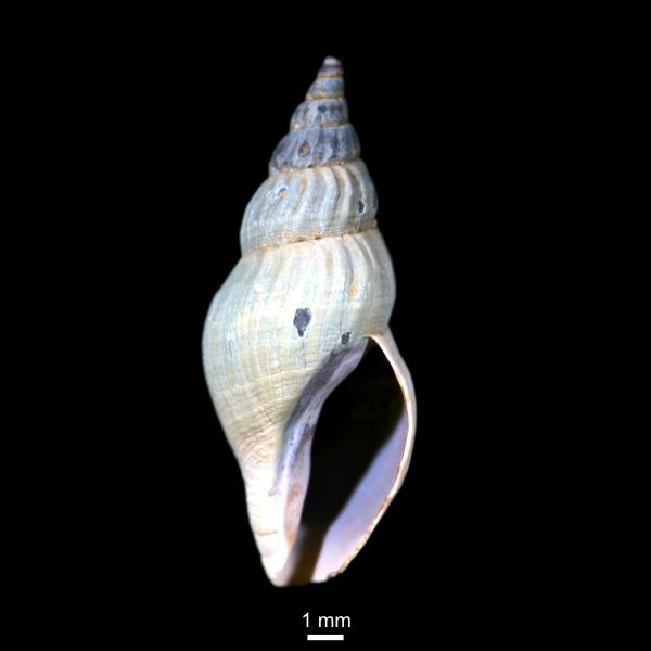 Oenopota pyramidalis