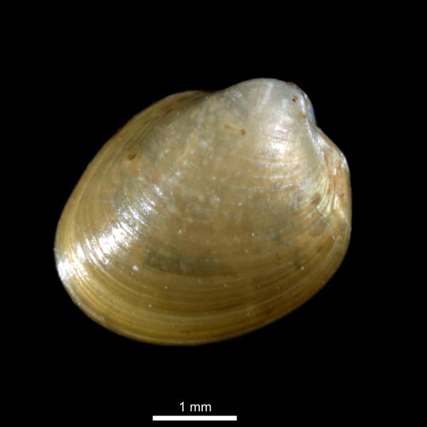 Ennucula corticata