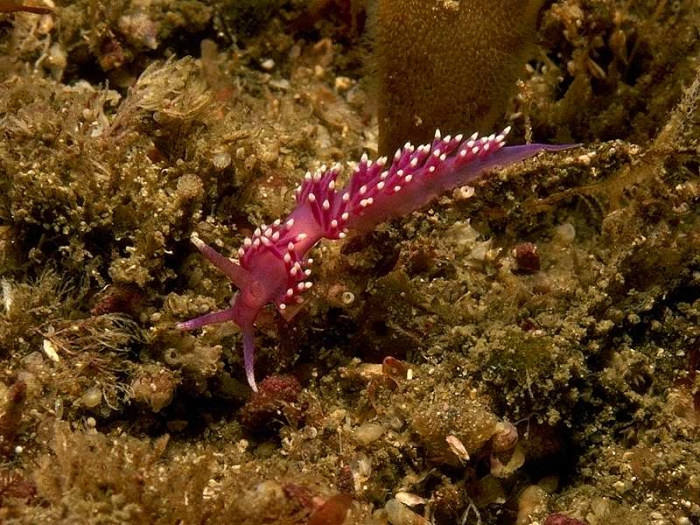 Flabellina pedata (Montagu, 1815)