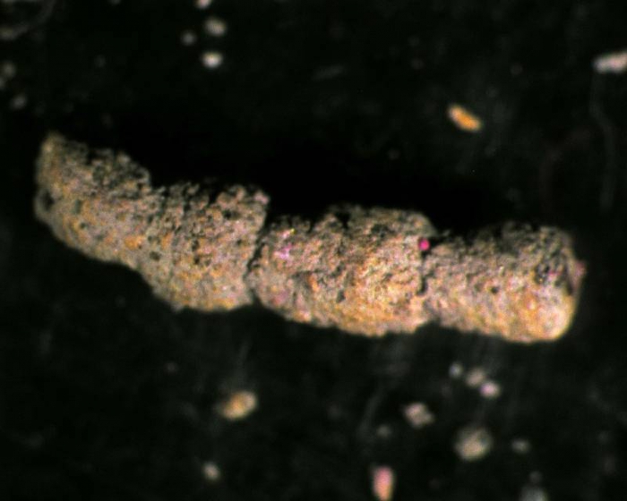 Hyperammina subnodosa