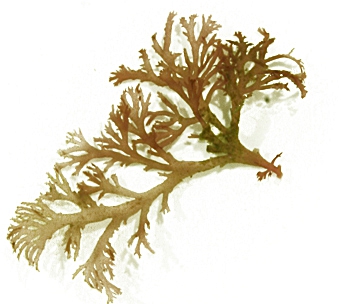 Callophyllis cristata Callophyllis cristata
