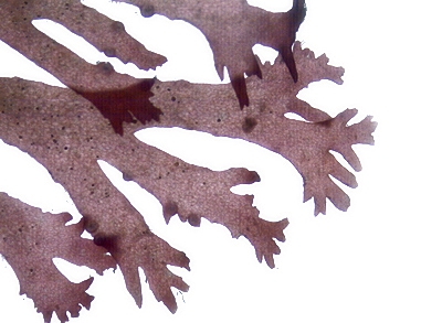 Callophyllis cristata Callophyllis cristata