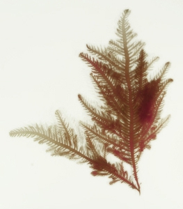 Ptilota plumosa Ptilota plumosa