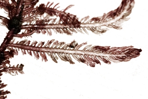 Ptilota plumosa Ptilota plumosa