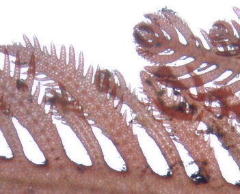 Ptilota plumosa