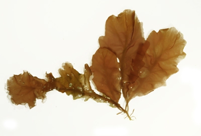Phycodrys rubens Phycodrys rubens