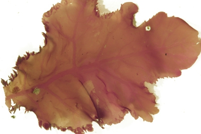 Phycodrys rubens Phycodrys rubens