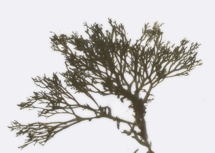 Polysiphonia nigrescens