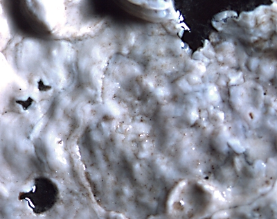 Lithothamnion polymorphum