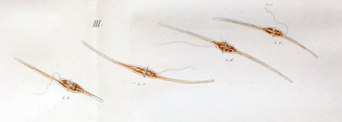 Neoceratium fusu or Ceratium fusus - first depiction Neoceratium fusu or Ceratium fusus - first depiction