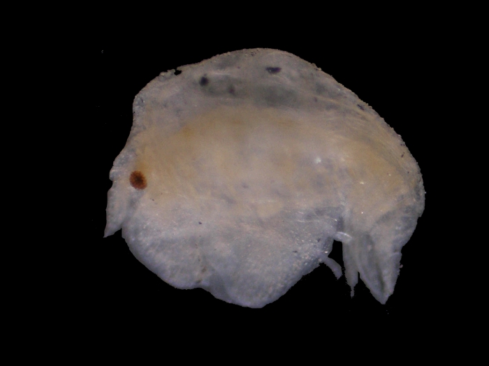 Peltocoxa gibbosa