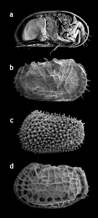 Ostracods: examples Ostracods: examples