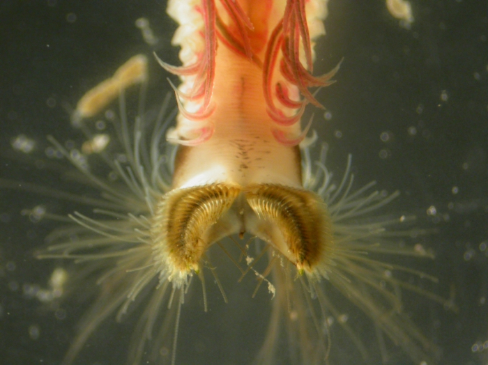Sabellaria alveolata head ventral Sabellaria alveolata head ventral
