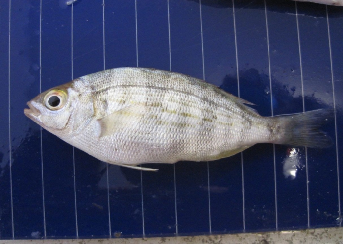 Zeekarper Zeekarper