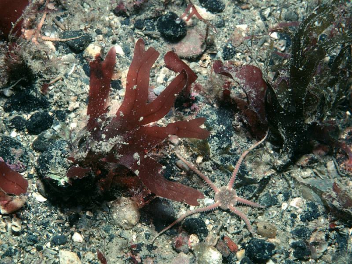 Stenogramme interrupta (C Agardh) Montagne ex Harvey