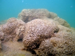 Bioconstructions of Sabellaria alveolata Bioconstructions of Sabellaria alveolata
