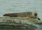 Common seal Common seal