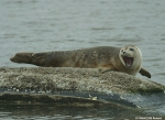 Common seal Common seal