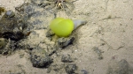 Biremis blandi live (2014 by Nautilus live / Ocean Exploration Trust) Biremis blandi live (2014 by Nautilus live / Ocean Exploration Trust)