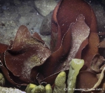 Iridea abovata & Adenocystis utricularis Iridea abovata & Adenocystis utricularis