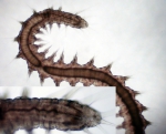 Microphthalmus riseri (live) from Evans Bay, New Zealand Microphthalmus riseri (live) from Evans Bay, New Zealand