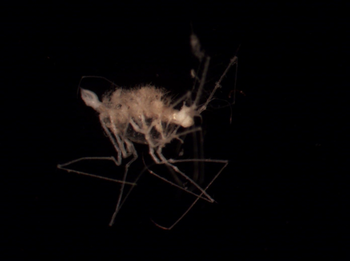 Dendrotionidae sp Dendrotionidae sp