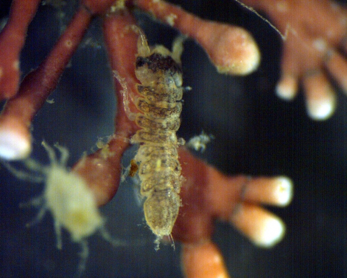 Joeropsis sp Joeropsis sp
