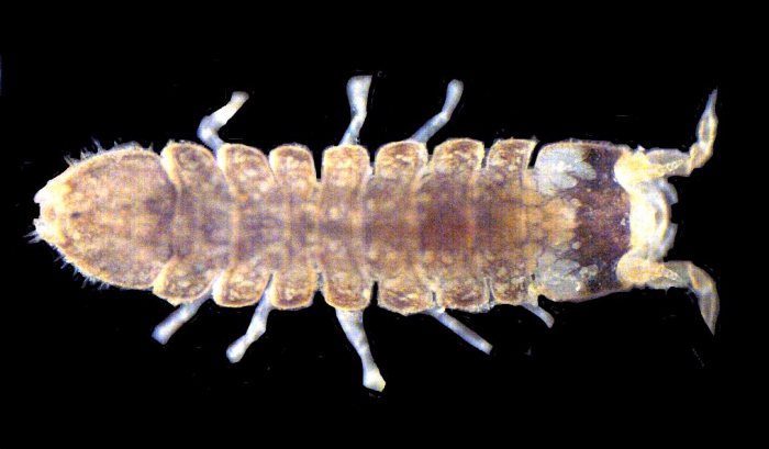 Joeropsis sp Joeropsis sp
