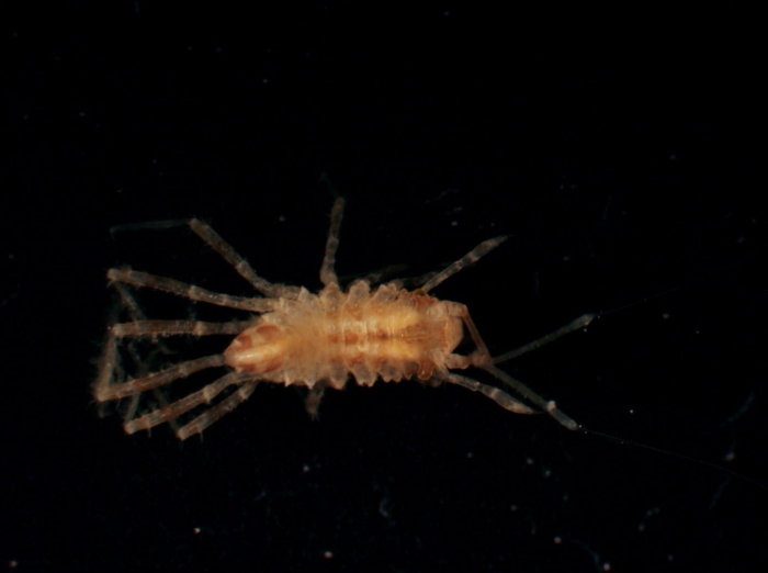 Munnidae sp Munnidae sp