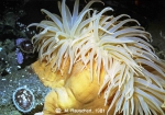 Urticinopsis antarctica Urticinopsis antarctica