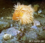 Urticinopsis antarctica & skeletons of sea-urchins. Urticinopsis antarctica & skeletons of sea-urchins.