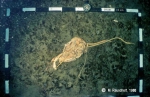 Nemertina (ribbon worms)