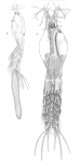 Timm 1894 Thaumaleus germanicus body Timm 1894 Thaumaleus germanicus body