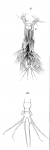 Timm 1894 Thaumaleus thompsonii