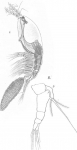 Timm 1894 Monstilla helgolandica Timm 1894 Monstilla helgolandica