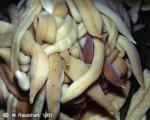 Nemertina (ribbon worms)