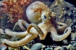 Cephalopoda