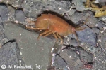 Bovallia gigantea in the shallow water. Bovallia gigantea in the shallow water.