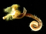 Live Ficopomatus enigmaticus from Whitianga estuary, New Zealand Live Ficopomatus enigmaticus from Whitianga estuary, New Zealand