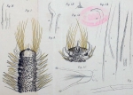 Original colour plate. Poecilochaetus fulgoris Original colour plate. Poecilochaetus fulgoris