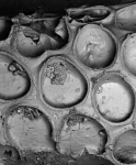 Aplousina filum, MNHN 4139, type Aplousina filum, MNHN 4139, type