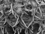 Barrosia balearica, holotype MNCN-25.03/3808 Barrosia balearica, holotype MNCN-25.03/3808
