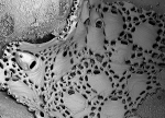 Chorizopora rosaria, holotype MNCN-25.03/3864 Chorizopora rosaria, holotype MNCN-25.03/3864