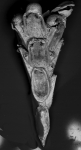 Clavodesia clavula, MNHN 15493 Clavodesia clavula, MNHN 15493