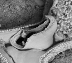 Copidozoum balgimae, Holotype: MNHN 20208 Copidozoum balgimae, Holotype: MNHN 20208