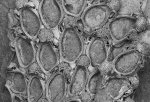 Copidozoum balgimae, Holotype: MNHN 20208 Copidozoum balgimae, Holotype: MNHN 20208