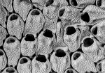 Coronellina atlantica, Holotype, Holotype: MNCN-25.03/3863, Madeira Coronellina atlantica, Holotype, Holotype: MNCN-25.03/3863, Madeira