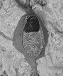 Crepis longipes, Lectotype: MNHN 1995 Crepis longipes, Lectotype: MNHN 1995