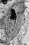 Crepis longipes, Lectotype: MNHN 1995 Crepis longipes, Lectotype: MNHN 1995